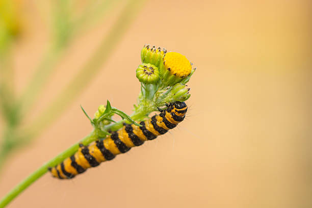 istock Caterpillar of Tyria jacobaeae 547048774