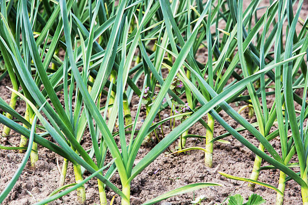 istock Onion planted in the garden, springtime 547049230