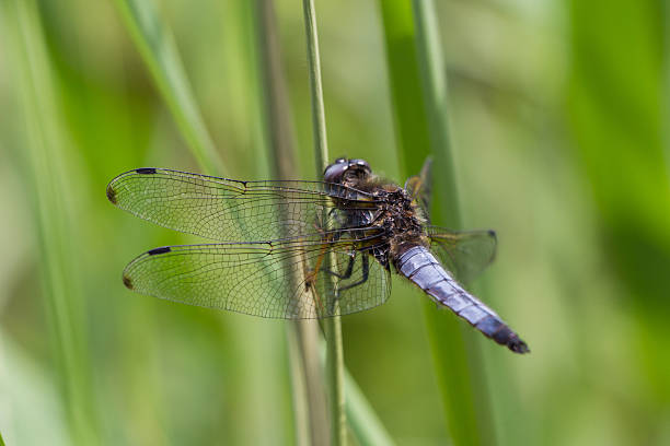 istock Orthetrum cancellatum resting on a stick 547049238