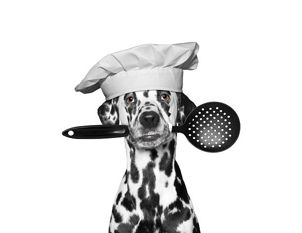 Dog chef holding a spoon in his mouth stock photo