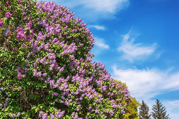 Blossoming lilac-tree in a spring garden and bright sky