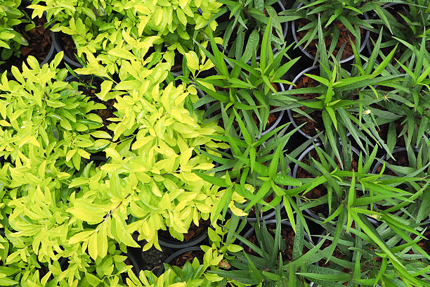 istock Difference between the two colors of the leaves 547050978