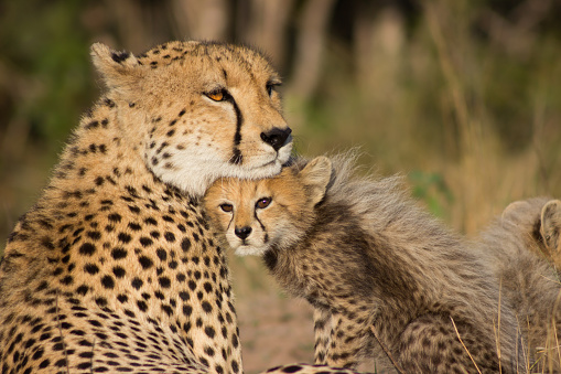 A mother cheetah keeping watch to make sure her little ones are safe!
