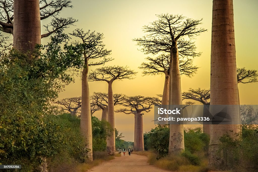 Avenida de Baobab au coucher du soleil - Photo de Baobab libre de droits