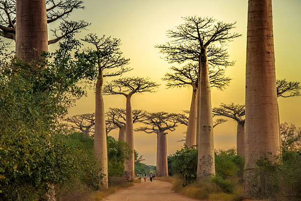 avenida de baobab au coucher du soleil - african baobab photos et images de collection