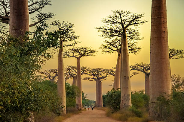 avenida de baobab o zachodzie słońca - african baobab zdjęcia i obrazy z banku zdjęć