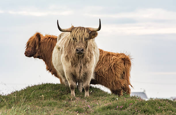 istock South Uist Cows, The Outer Hebrides, Scotland 547052694