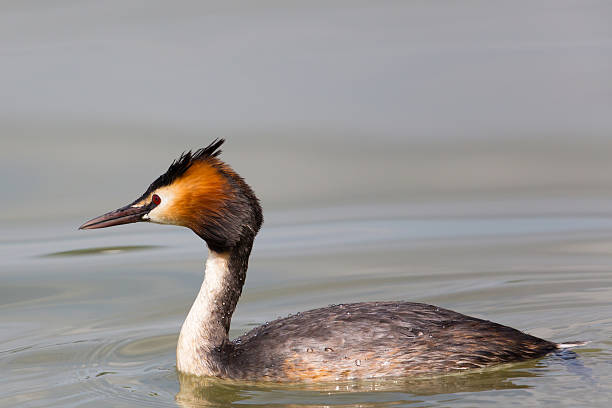 istock Side view of great crested grebe (podiceps cristatus) swimming 547052980