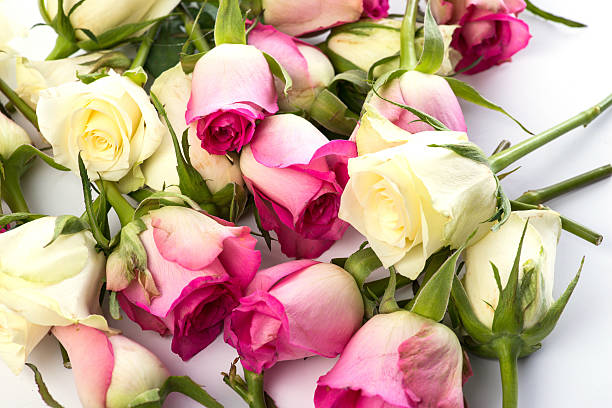istock Many slightly faded rosebuds on white 547054820