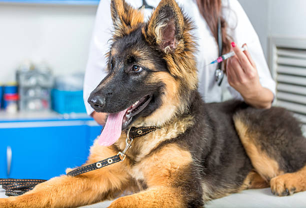 istock Medical Injection For Dog 547055484