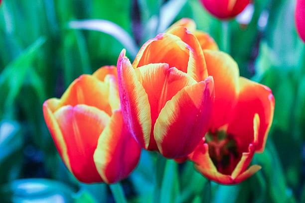 istock Beautiful Of Tulip Flowers 547056128