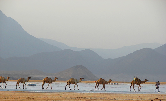Caravana de sal en Lac Assal, Djibouti, Cuerno de África photo