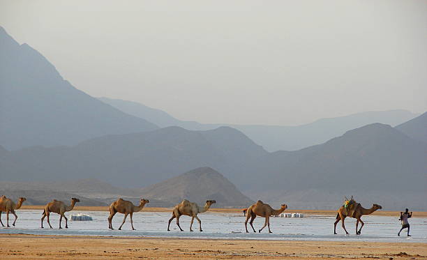 Salt Caravan at Lac Assal, Djibouti, Horn of Africa stock photo