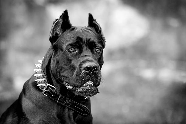 The black dog Black dog on the background of a concrete wall. Breed Cane Corso. Black and white image. mastiff stock pictures, royalty-free photos & images