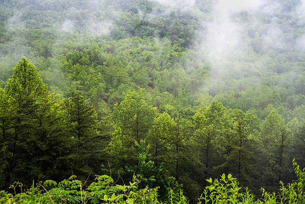 istock Mist over the Appalachian Mountains 547125344