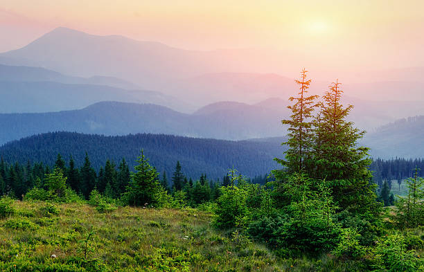 istock wildflowers in the mountains at sunset 547125864