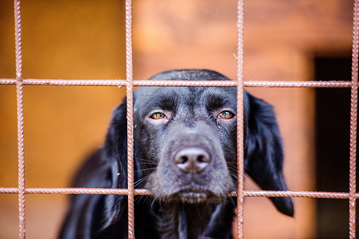 Close up of a dog in a shelter. A frightened and sad black dog staring out from a cage.