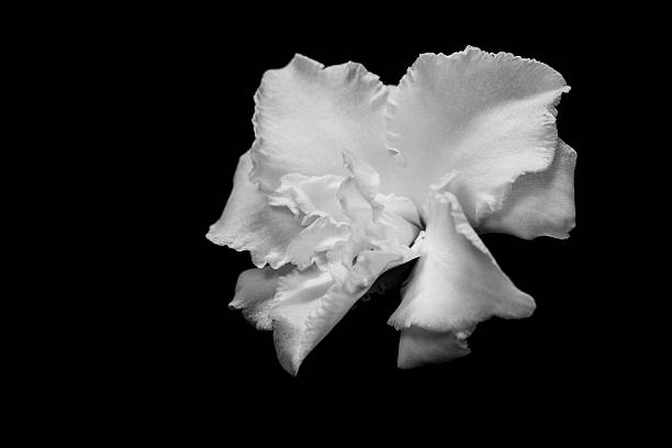 istock black and white flower isolated on a black background 547128876