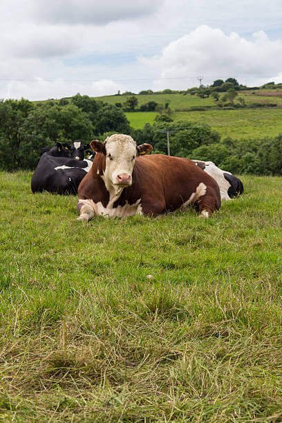 istock Hereford bull in field 547129820