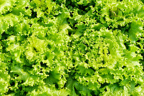 istock Green leaves lettuce, Fresh garden salad. 547132332