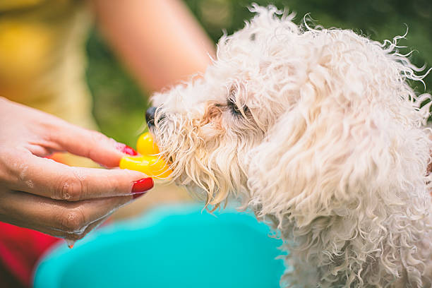 istock dog washing in a basin 547132612