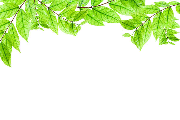 istock Fresh Green leaves frame isolated on white background. 547133670