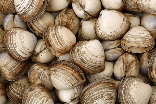 istock Closeup fresh raw Surf clam 547134386
