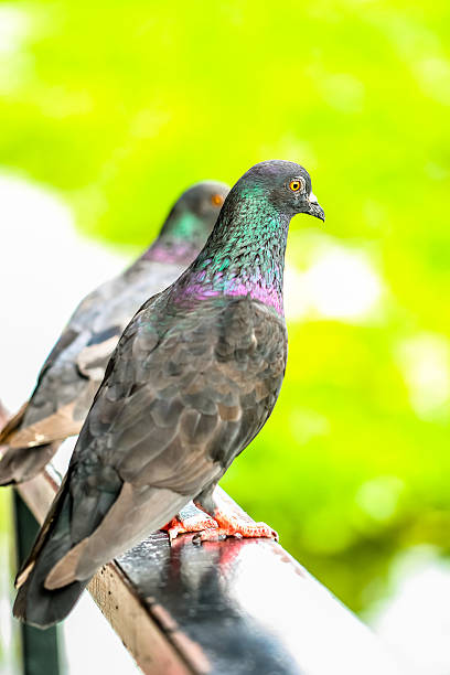 istock closeup marcro colorful pigeon hold on a handrail 547134766