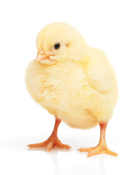istock Small yellow chicken isolated on white 547135894
