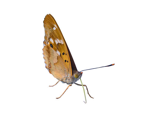 istock Butterfly Closed Wings Isolated 547136230