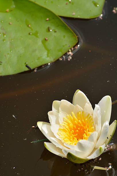 water lilies water lily blooms beautifully on the surface of the waterwater lily blooms beautifully on the surface of the water summer flower lake awe stock pictures, royalty-free photos & images