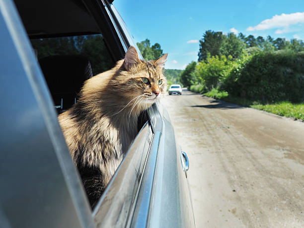 istock Head Cat out of a car window in motion 547137266