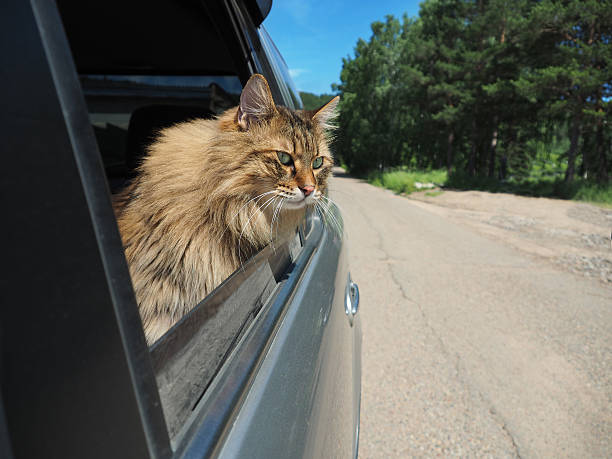 istock Head Cat out of a car window in motion 547137362