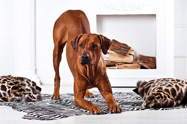 istock Rhodesian Ridgeback dog bending with its ridge revealed 547137660