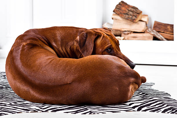 istock Flexible Rhodesian Ridgeback dog turning round showing ridge 547137790