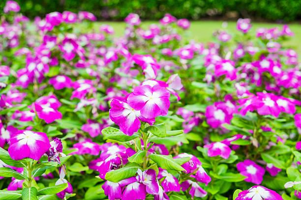 istock Watercress,vinca flower bush pink white bloom 547138832