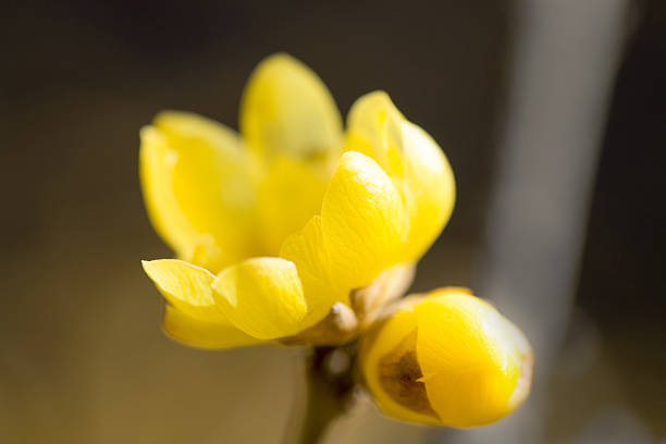 rameau doux d’hiver,fleur jaune sur branche en hiver. - vibrant color horizontal japan branch photos et images de collection
