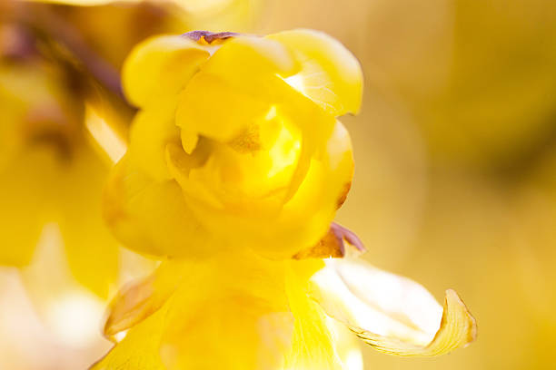 rameau doux d’hiver,fleur jaune sur branche en hiver. - vibrant color horizontal japan branch photos et images de collection