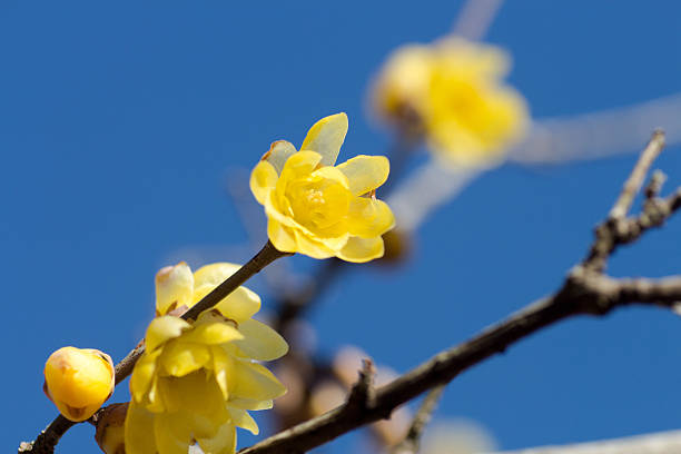 rameau doux d’hiver,fleur jaune sur branche en hiver. - vibrant color horizontal japan branch photos et images de collection