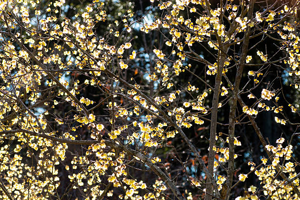 rameau doux d’hiver,fleur jaune sur branche en hiver. - vibrant color horizontal japan branch photos et images de collection