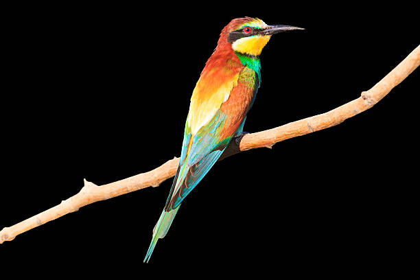 istock Birdy - rainbow isolated on black 547139892