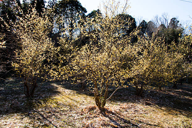 rameau doux d’hiver,fleur jaune sur branche en hiver. - vibrant color horizontal japan branch photos et images de collection