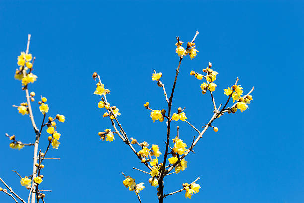 istock Wintersweet twig,yellow flower on branch in winter. 547140310