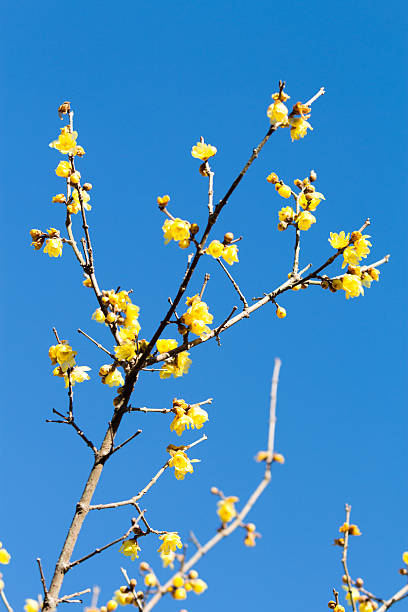 istock Wintersweet twig,yellow flower on branch in winter. 547140338