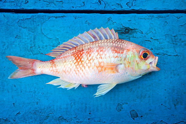 istock fresh fish on the blue wooden floor 547140396