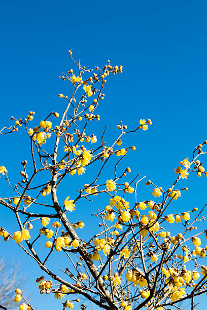 istock Wintersweet twig,yellow flower on branch in winter. 547140470