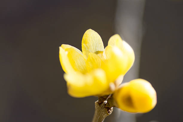 rameau doux d’hiver,fleur jaune sur branche en hiver. - vibrant color horizontal japan branch photos et images de collection