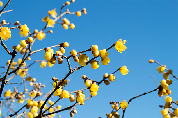 rameau doux d’hiver,fleur jaune sur branche en hiver. - vibrant color horizontal japan branch photos et images de collection