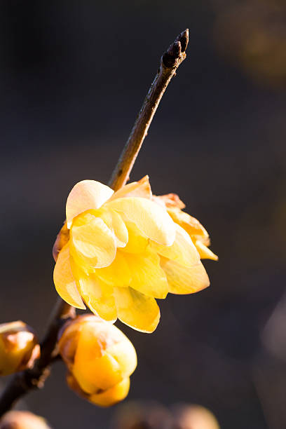 istock Wintersweet twig,yellow flower on branch in winter. 547140816