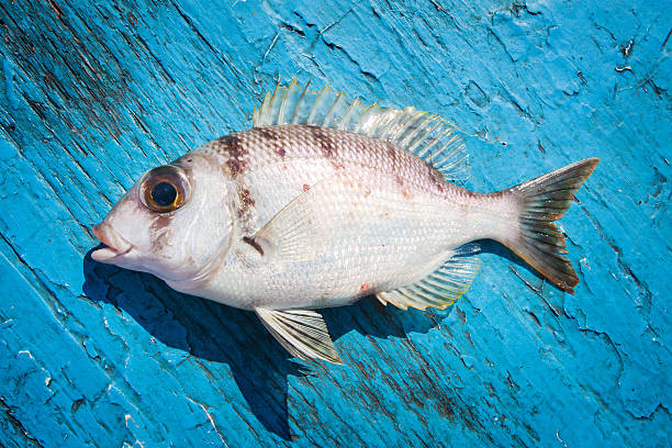 istock fresh fish on the blue wooden floor 547141714